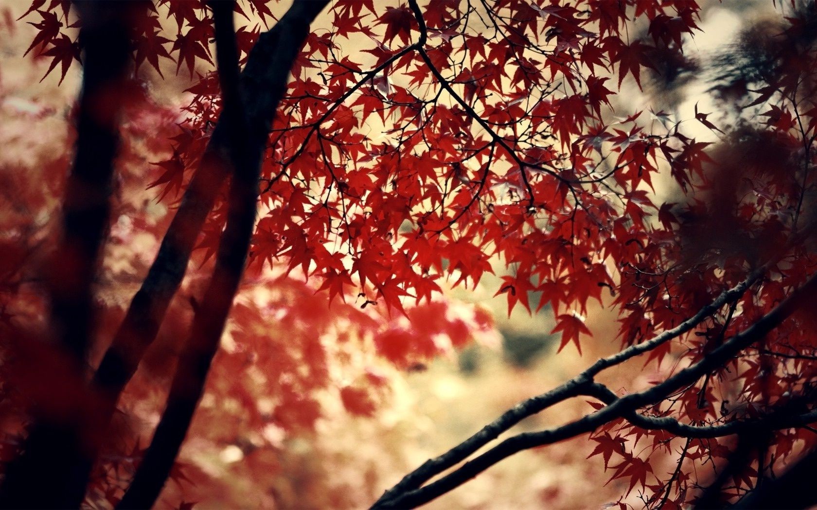 autumn fall leaf tree season maple branch wood desktop nature park outdoors bright color flora fair weather sun backlit