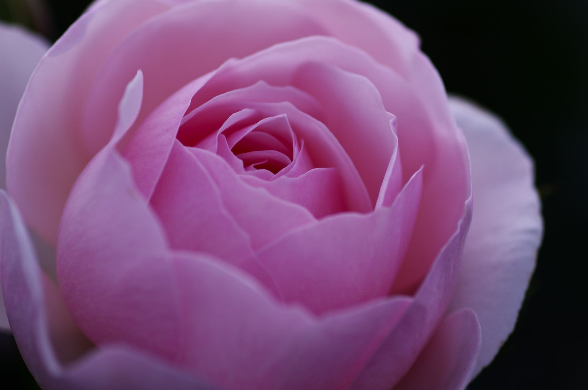 rosas flor pétalo bluming amor naturaleza romance floral flora delicado pastel botánico hermoso hoja romántico amigo rocío jardín boda