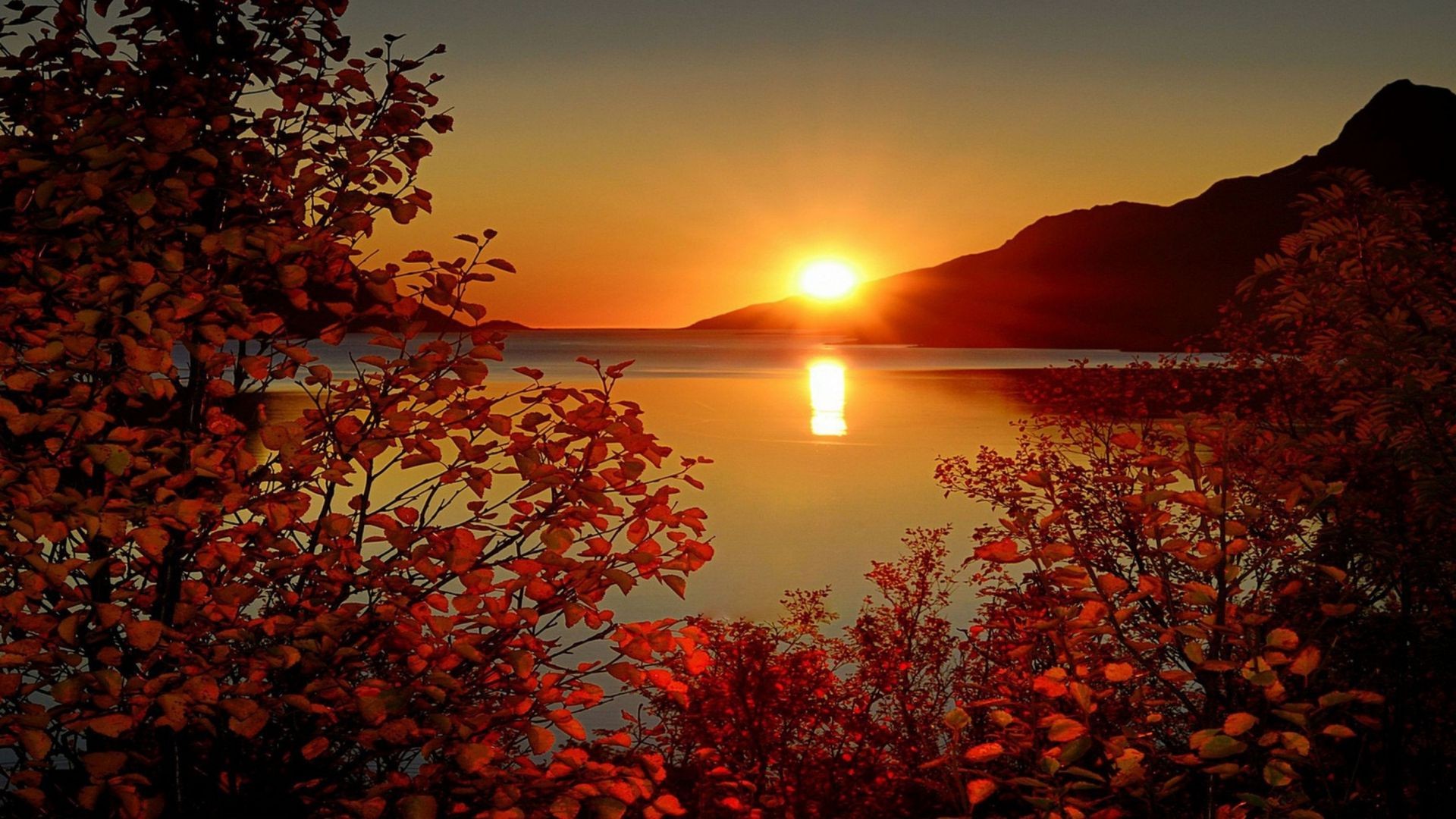 lago tramonto autunno alba acqua sera natura sole paesaggio crepuscolo foglia albero all aperto cielo oro