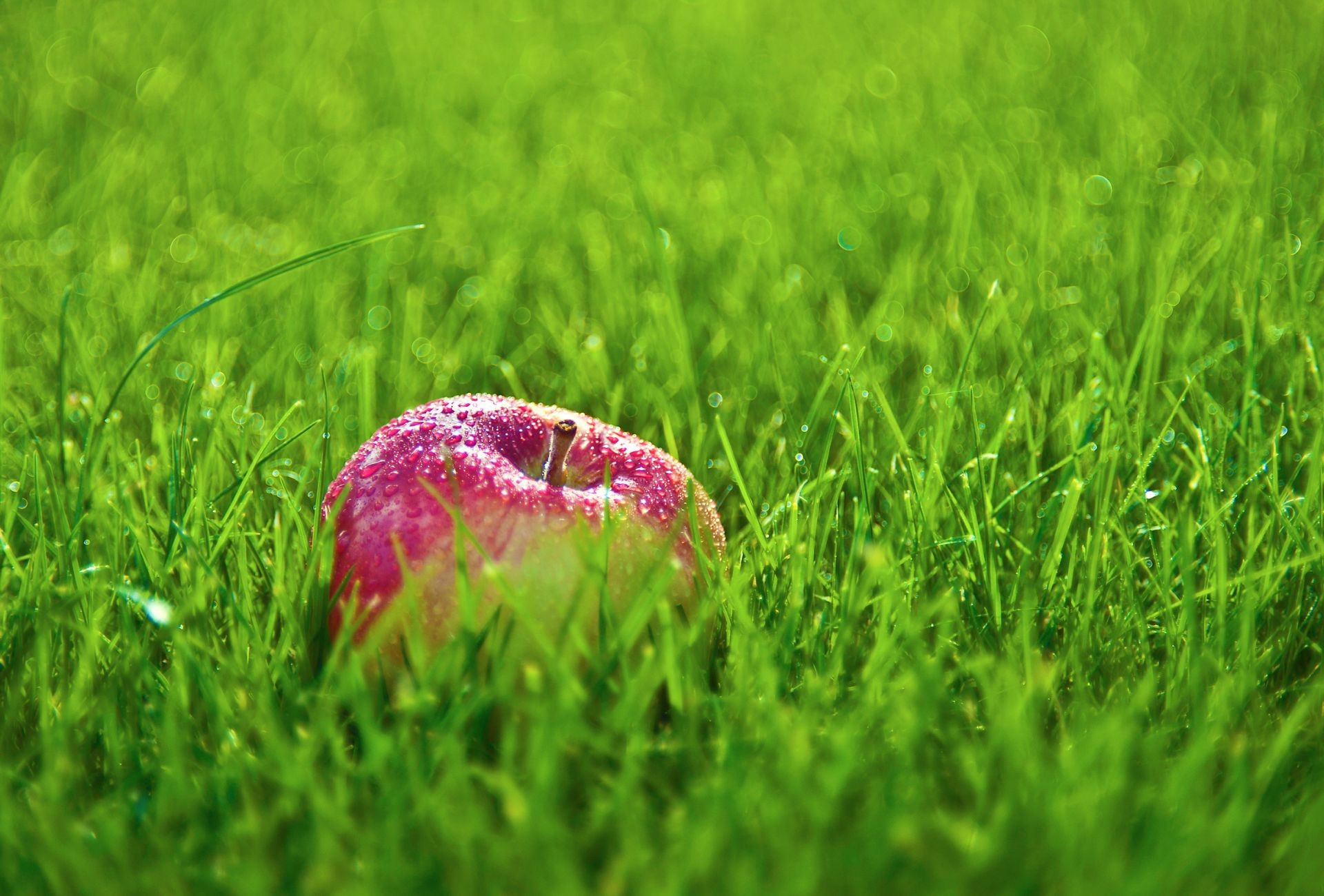 fruit grass hayfield field lawn nature summer garden flora growth environment season rural leaf outdoors soil grassland sun ground close-up