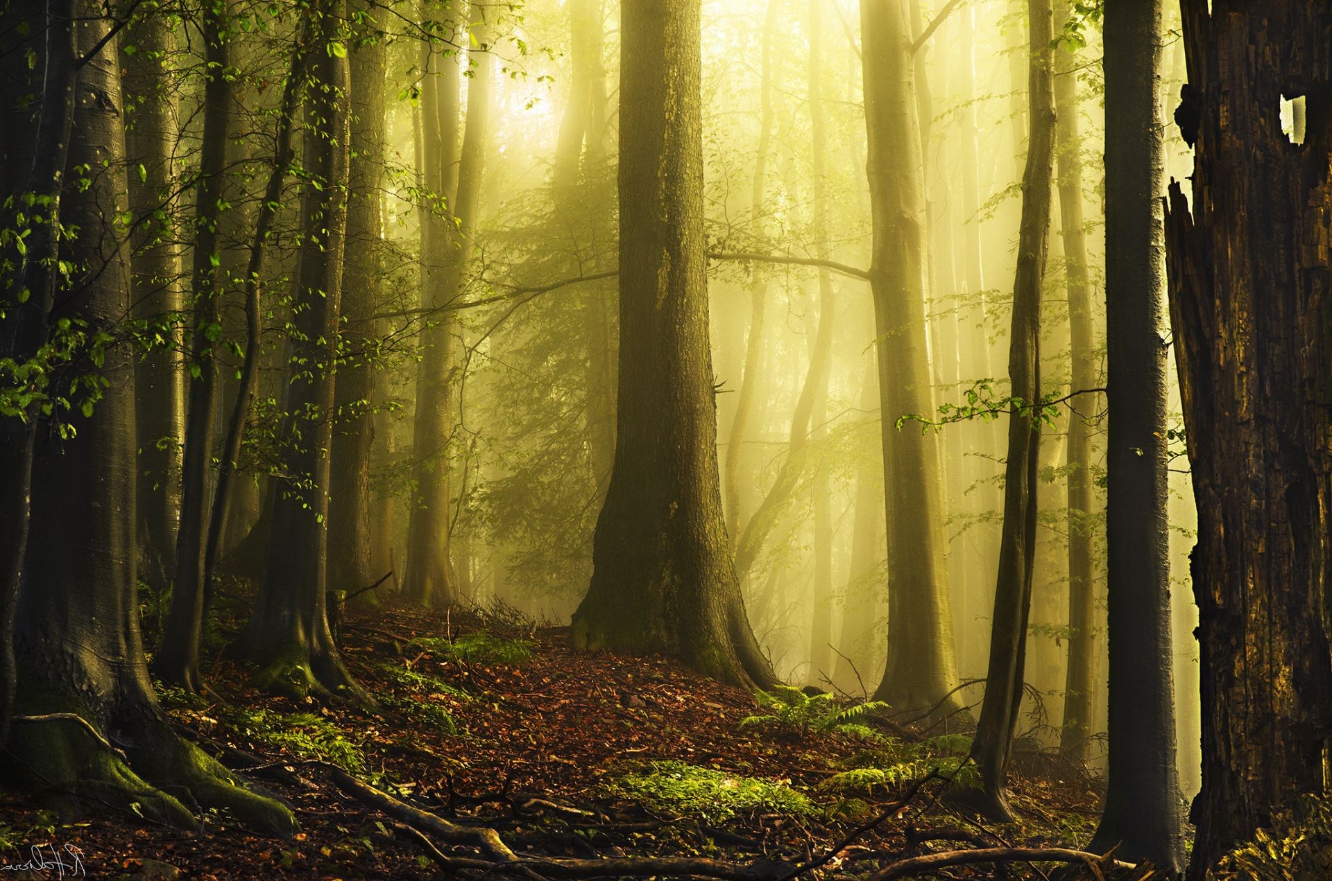 światło słoneczne i promienie drewno mgła mgła jesień liść krajobraz drzewo natura świt park sunbeam słońce buk światło bujne dobra pogoda oświetlony mech tajemnica