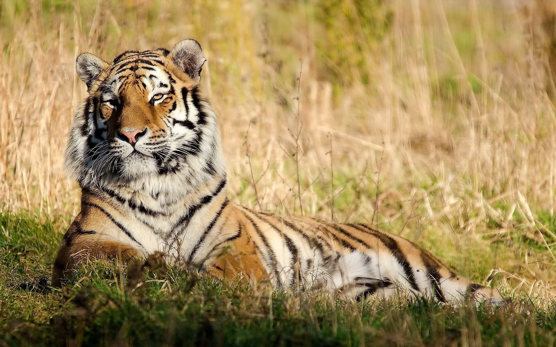 Тигр лежа в траве скачать