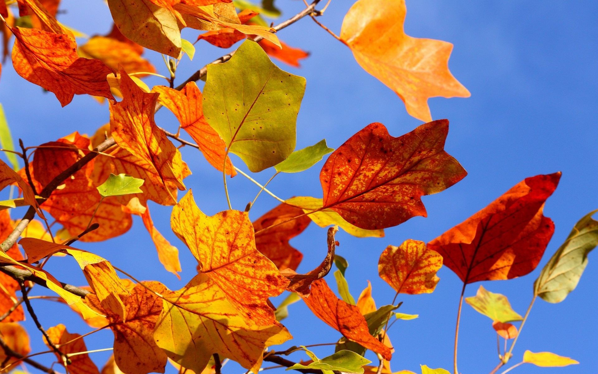 blätter blatt herbst ahorn hell natur saison flora farbe baum im freien gutes wetter filiale veränderung gold hell