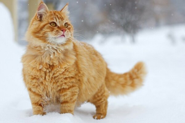 Рыжий кот на снегу смотрит на снежинки