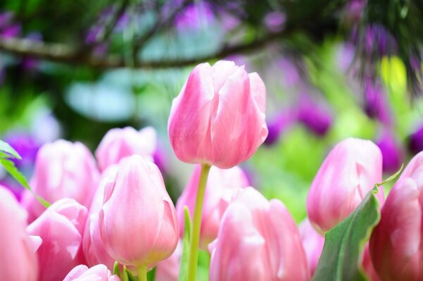 Fotos de tulipanes rosados en el Jardín