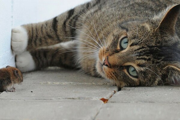 Chat et souris contre le mur. Fourrure