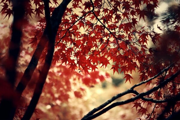 Autumn red leaves in the forest