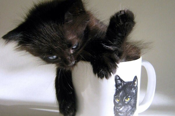 Pequeño gatito negro sentado en una taza