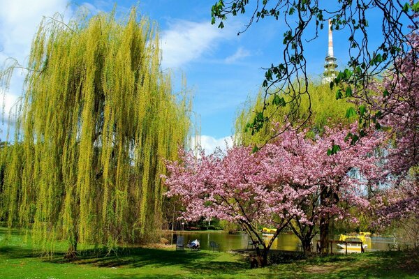 Jardim japonês com árvores