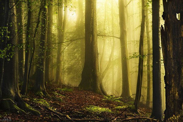 The sun breaks through the fog in the forest