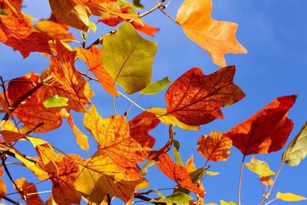 Colorful dry leaves in sunny weather