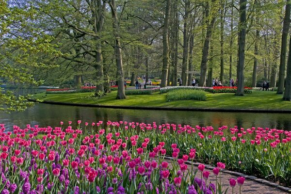 Belas tulipas perto da água