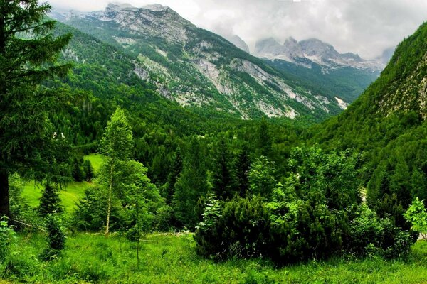 Landschaftliche Schönheit der grünen Berge