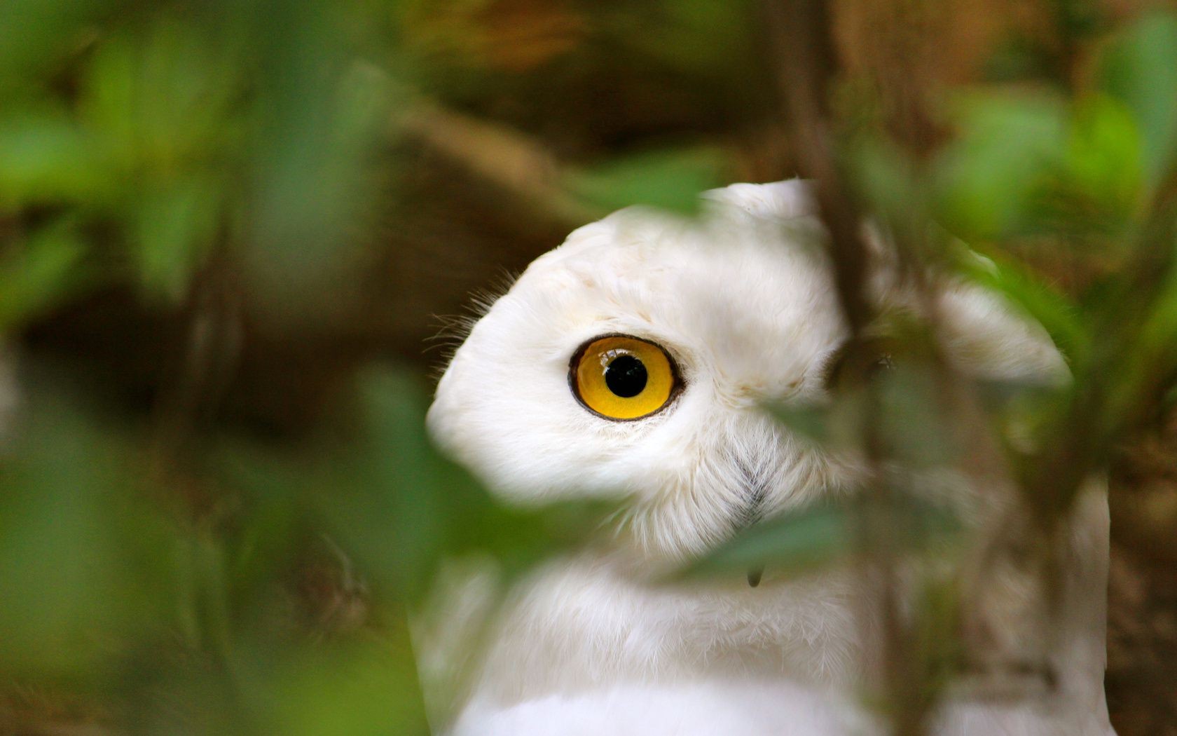 animales búho pájaro naturaleza vida silvestre animal al aire libre ojo salvaje raptor madera