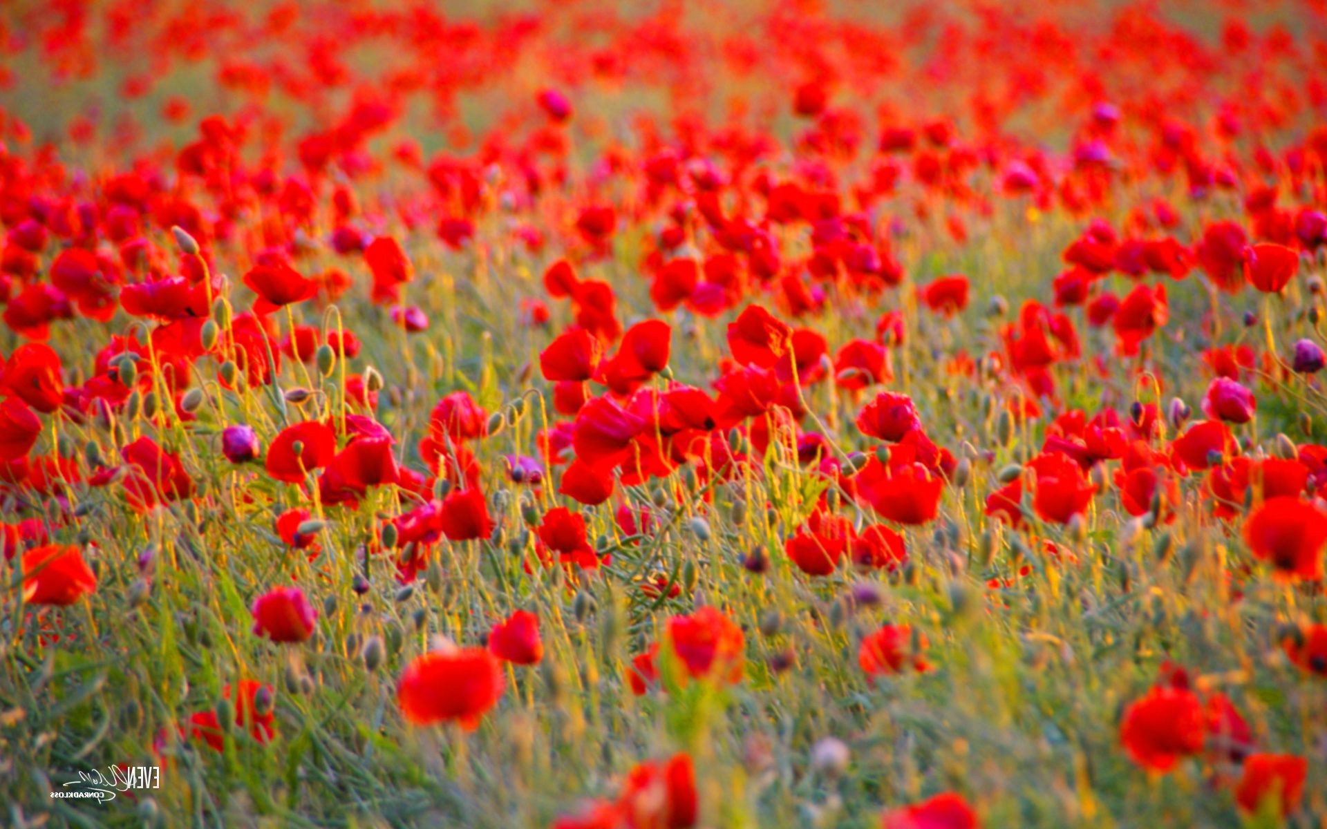 campo di fiori poppy campo fiore fieno natura rurale flora erba estate crescita all aperto campagna colore floreale fioritura luminoso bel tempo giardino stagione