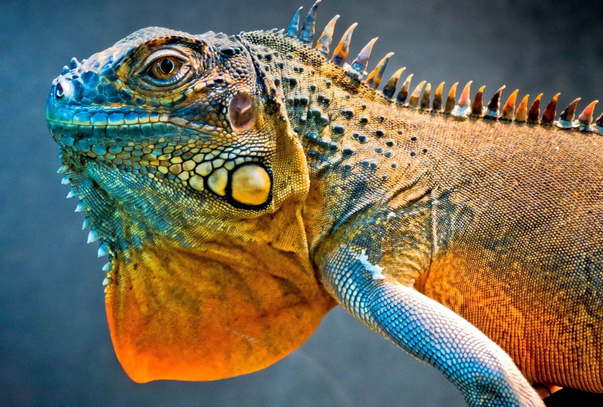 animais lagarto lagarto dragão natureza animal vida selvagem tropical cabeça vertebrados dinossauro exótico escala jardim zoológico animal de estimação selvagem monstro pele predador camaleão