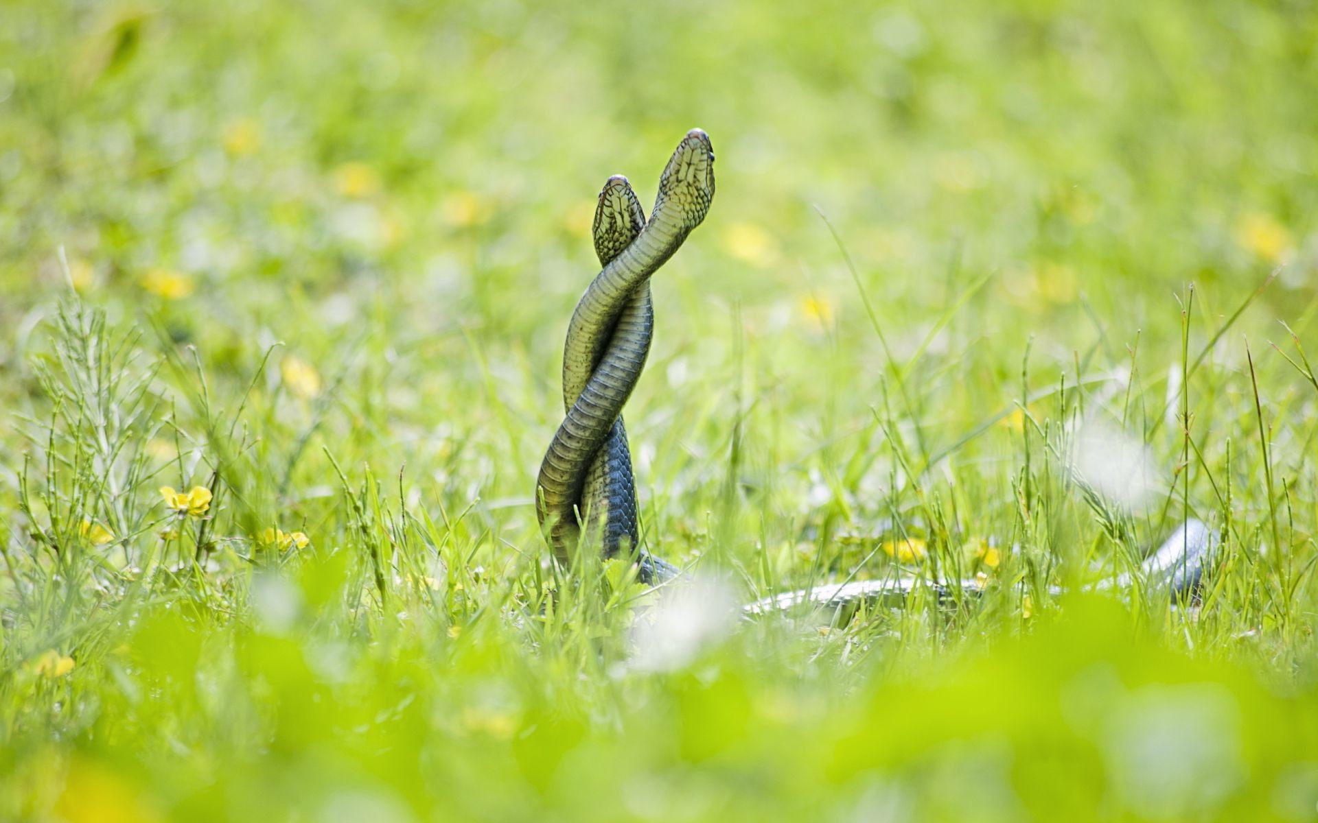 animaux herbe nature en plein air été champ