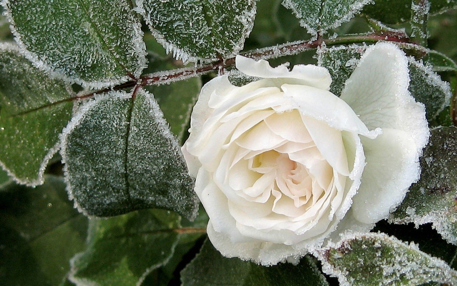 rosen blume flora blatt natur blumen blütenblatt blühen im freien dekoration farbe garten