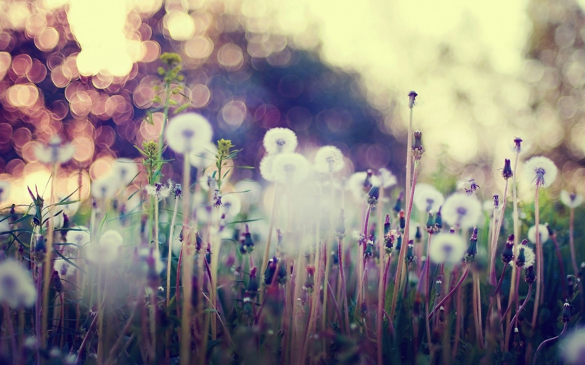 flowers flower flora grass summer color nature field bright garden hayfield blur desktop floral abstract growth light blooming sun beautiful