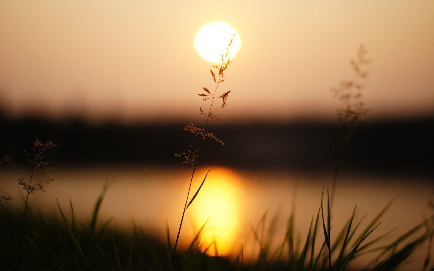 plantes coucher de soleil aube soleil soir crépuscule nature silhouette lumière paysage beau temps ciel brouillard lac rétro-éclairé herbe plage brouillard réflexion eau mer