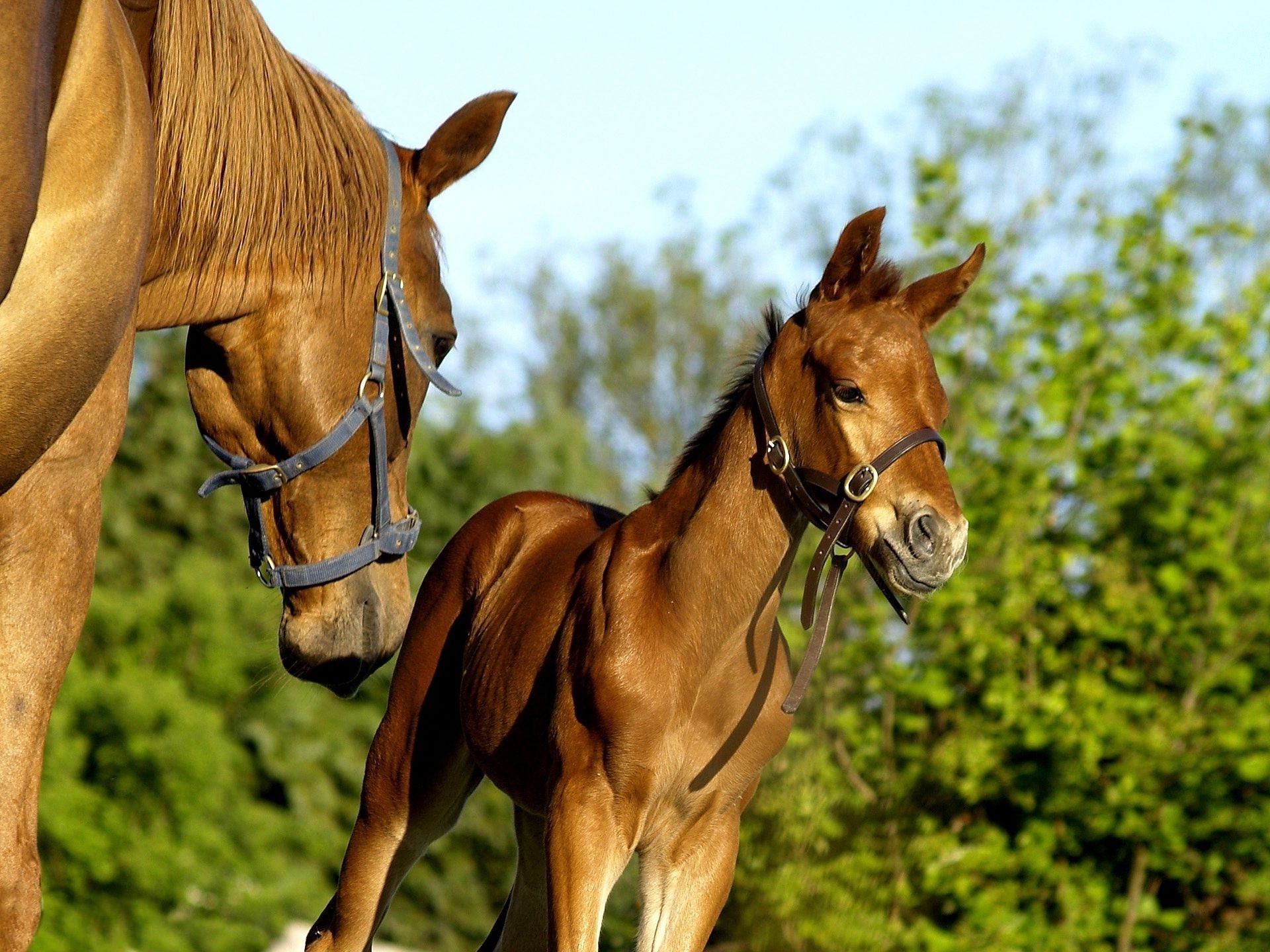 pferd pferd mare säugetier kavallerie hengst tier bauernhof gestüt pferdezucht gras manet heuhaufen weide feld kastanie