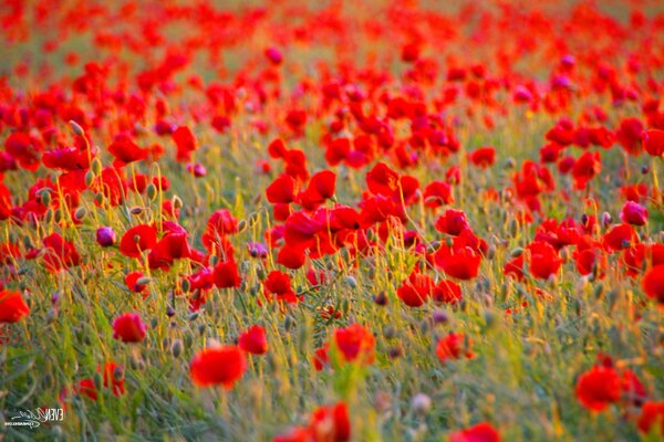 Campo rojo brillante de amapolas y vegetación