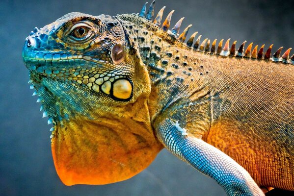 Animali. Lucertola drago in natura