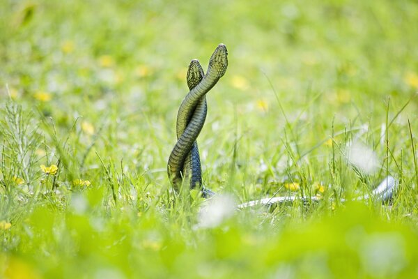 Mating games of two snakes