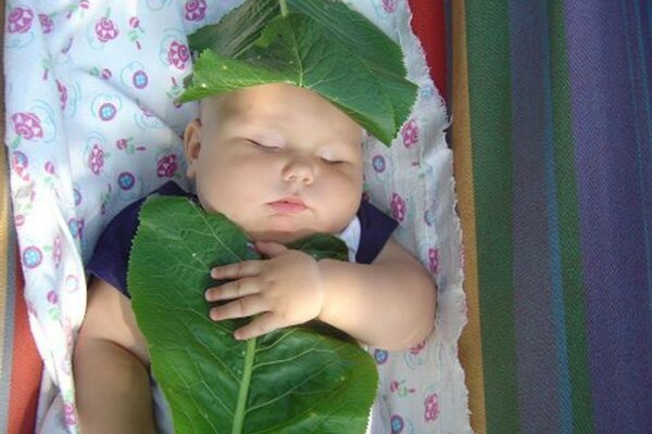 Bambino addormentato sotto le foglie di cavolo