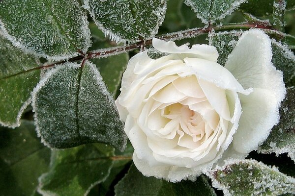 Frost auf einer weißen Rosenblüte