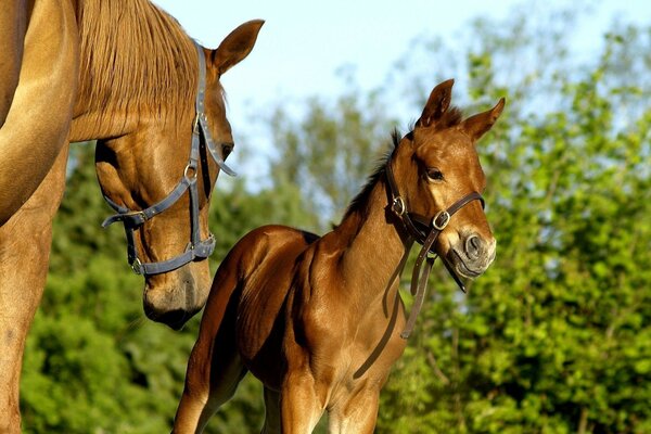 Poulain d or avec maman dans la nature