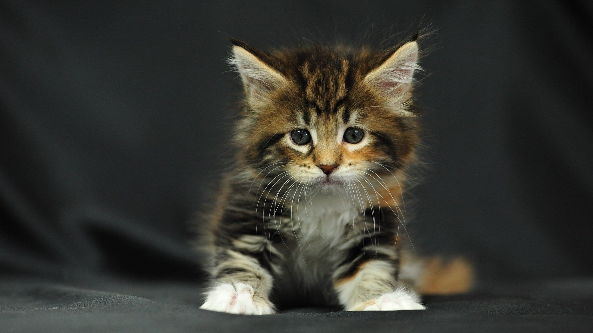 gatos gato bonito gatinho animal de estimação mamífero retrato engraçado animal olho pele bigode