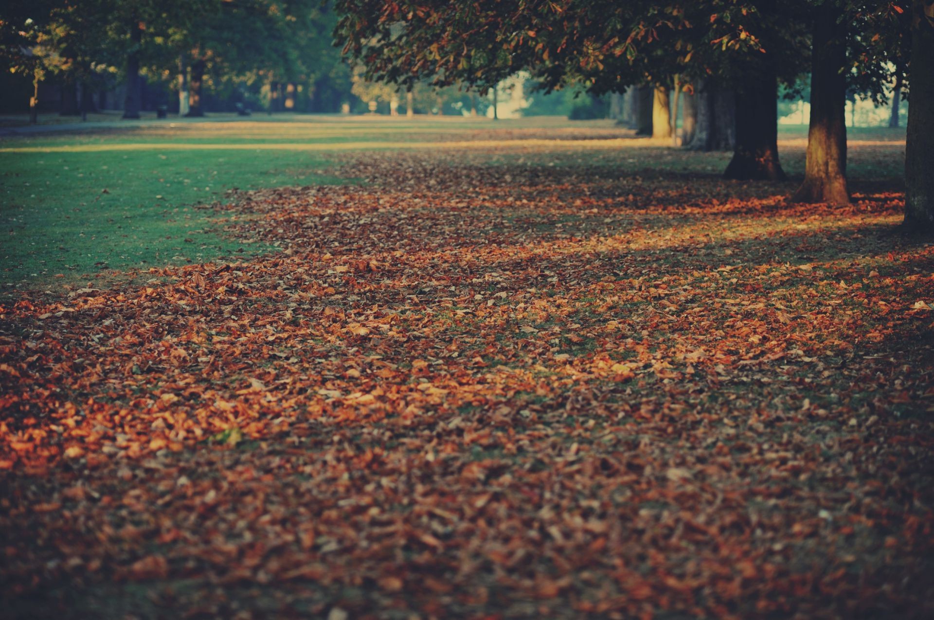 leaves desktop cropland outdoors group landscape tree daylight dawn sunset evening