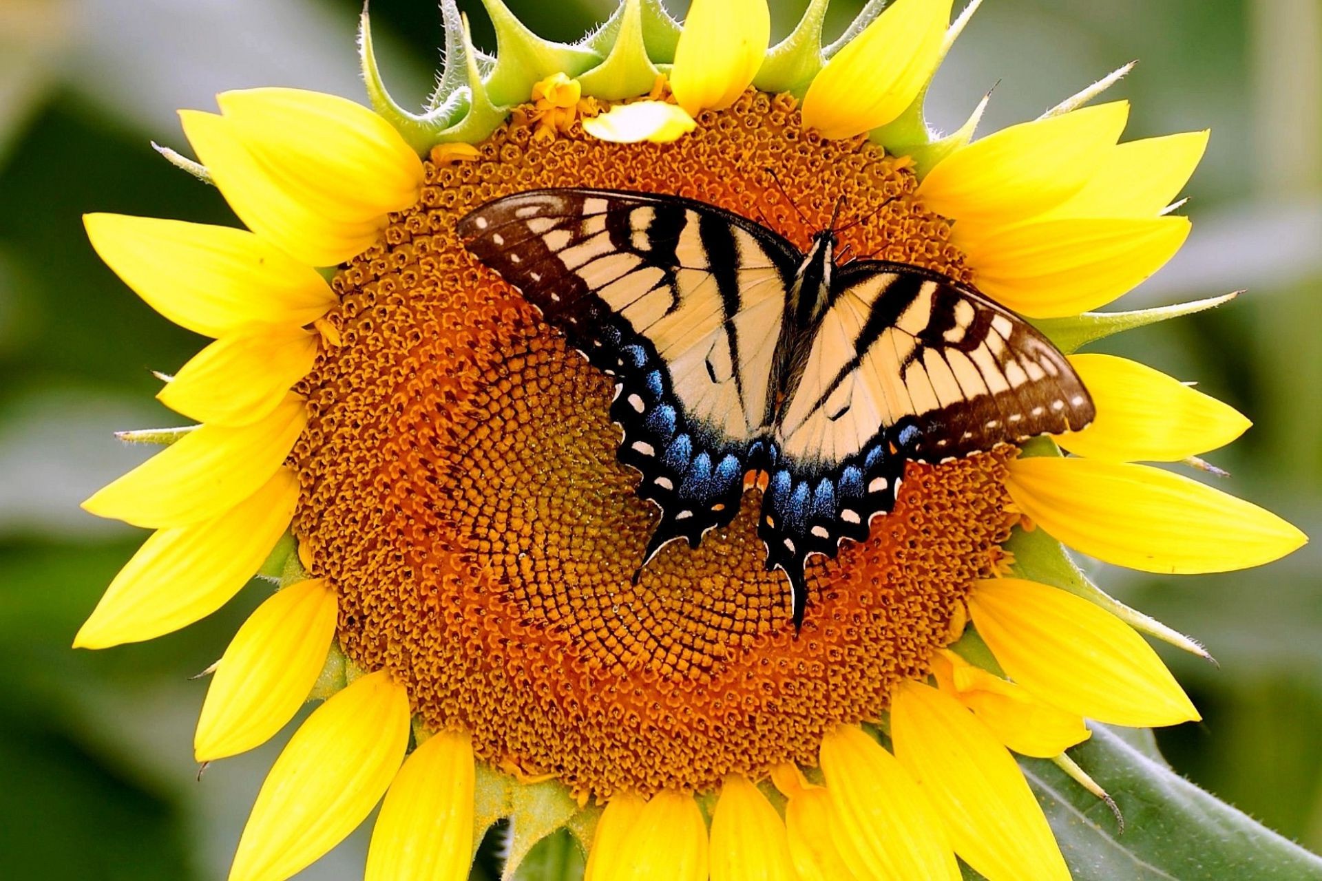 kwiaty natura flora kwiat lato płatek ogród owad liść słonecznik jasny zbliżenie pyłek piękny kwiatowy bluming kolor