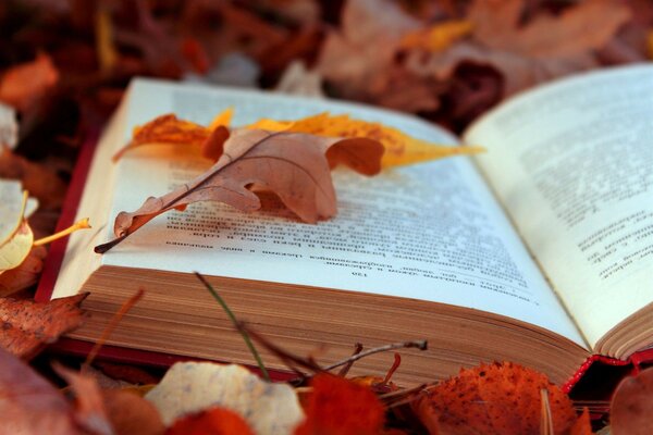 Autumn leaf on the page of an open book