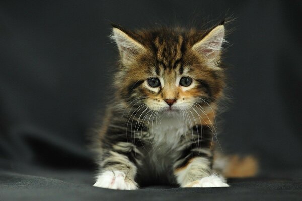 Gatinho bonito em um fundo monocromático