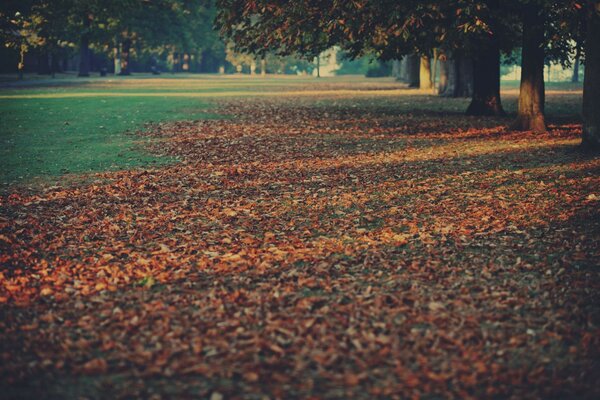 Fallen leaves lie in the open air