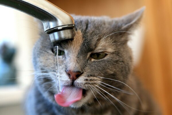 Die Katze trinkt aus dem Wasserhahn