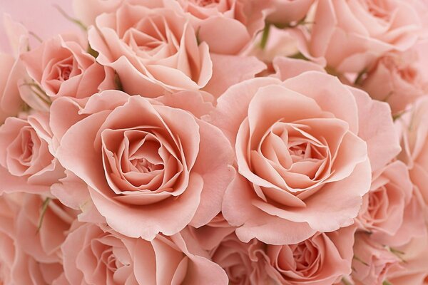 Картина розовых цветов любви