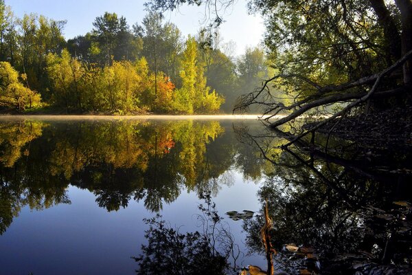 Отражение в воде осеннего леса