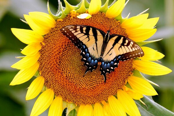 Mariposa marrón sobre girasol amarillo