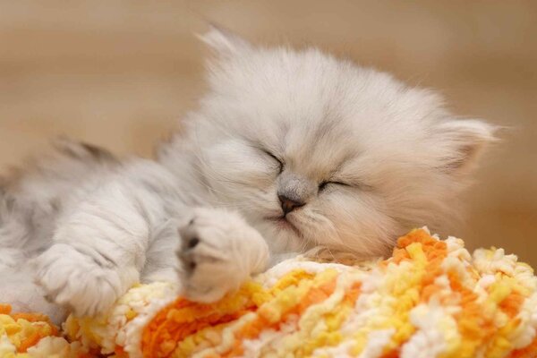 A little kitten sleeps on a soft ottoman