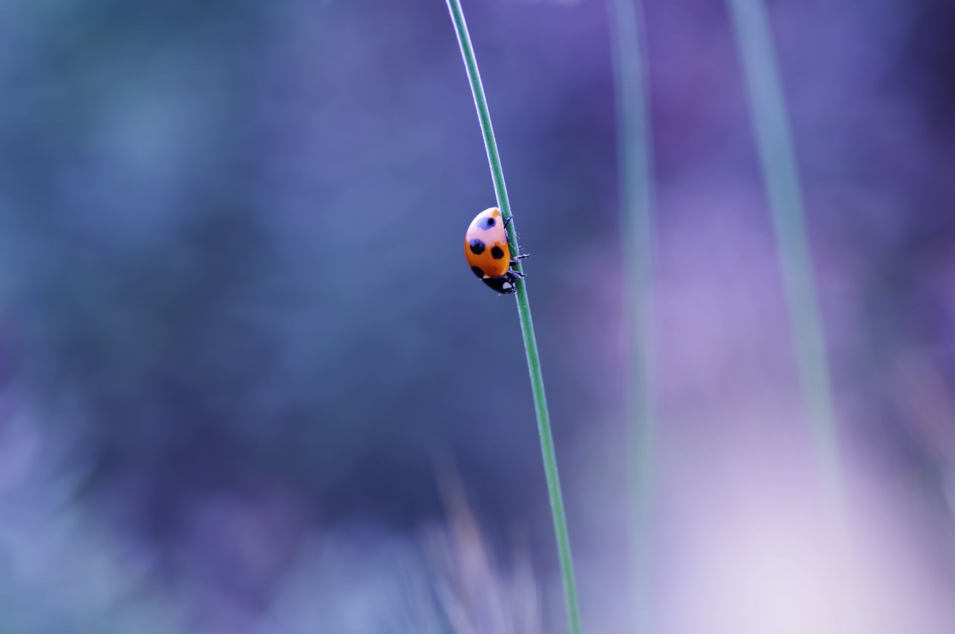 insectes insecte nature coccinelle flou couleur coléoptère flore biologie