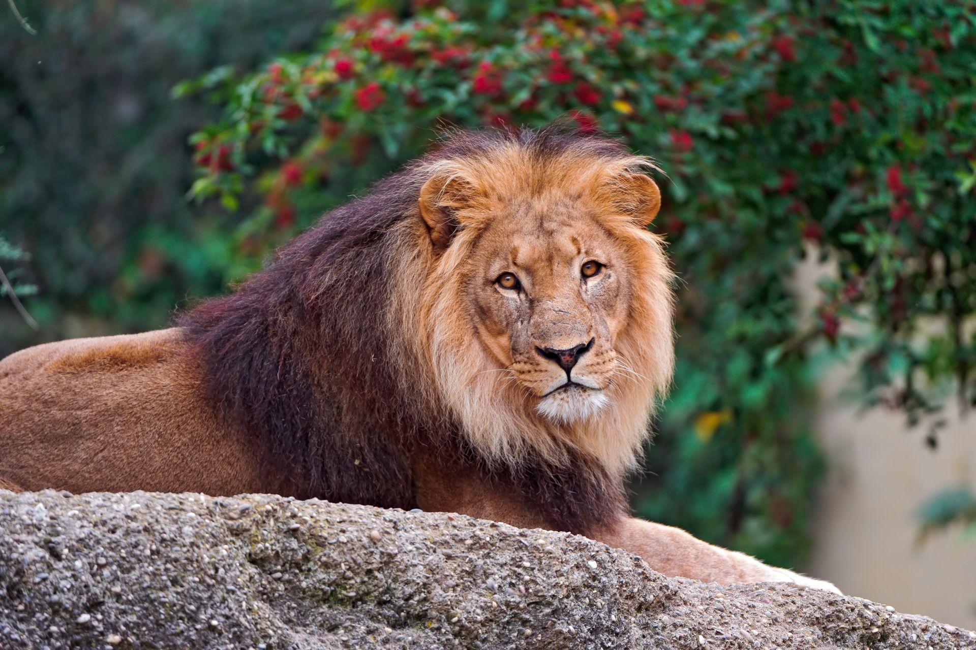 lwy dzika przyroda ssak kot lew dziki drapieżnik natura zoo zwierzę portret mięsożerca safari na zewnątrz futro myśliwy