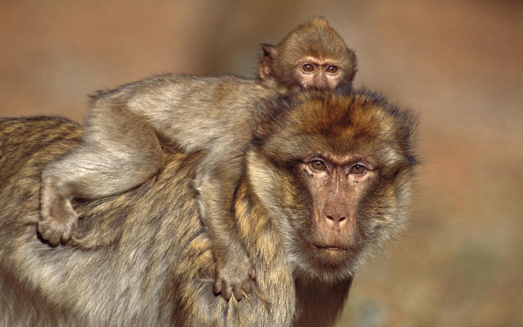 primates mammifère la faune singe primat animal mignon sauvage nature portrait fourrure zoo enfant tordre