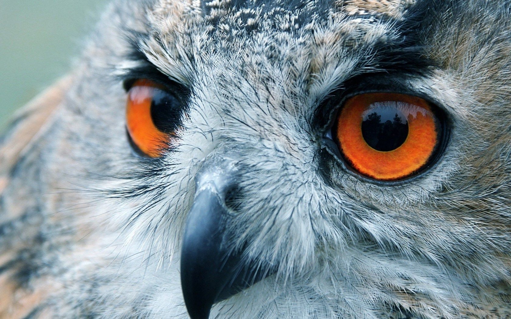 tiere tierwelt raptor vogel tier auge eule beute raubtier natur jäger porträt zoo wild schnabel adler feder falknerei auf der suche ansicht kopf