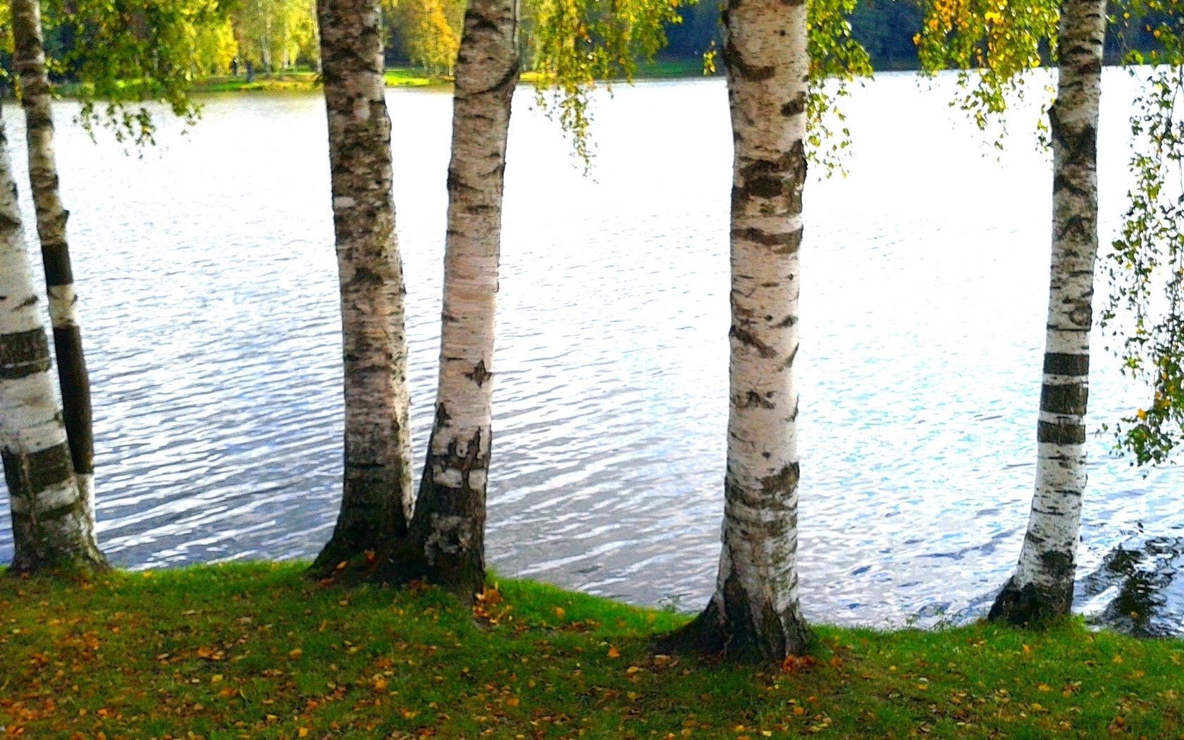 Осень береза озеро загрузить