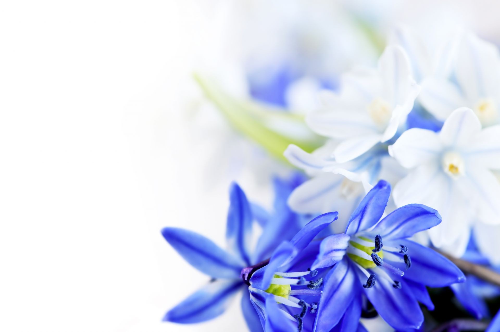 Голубые цветы бесплатно