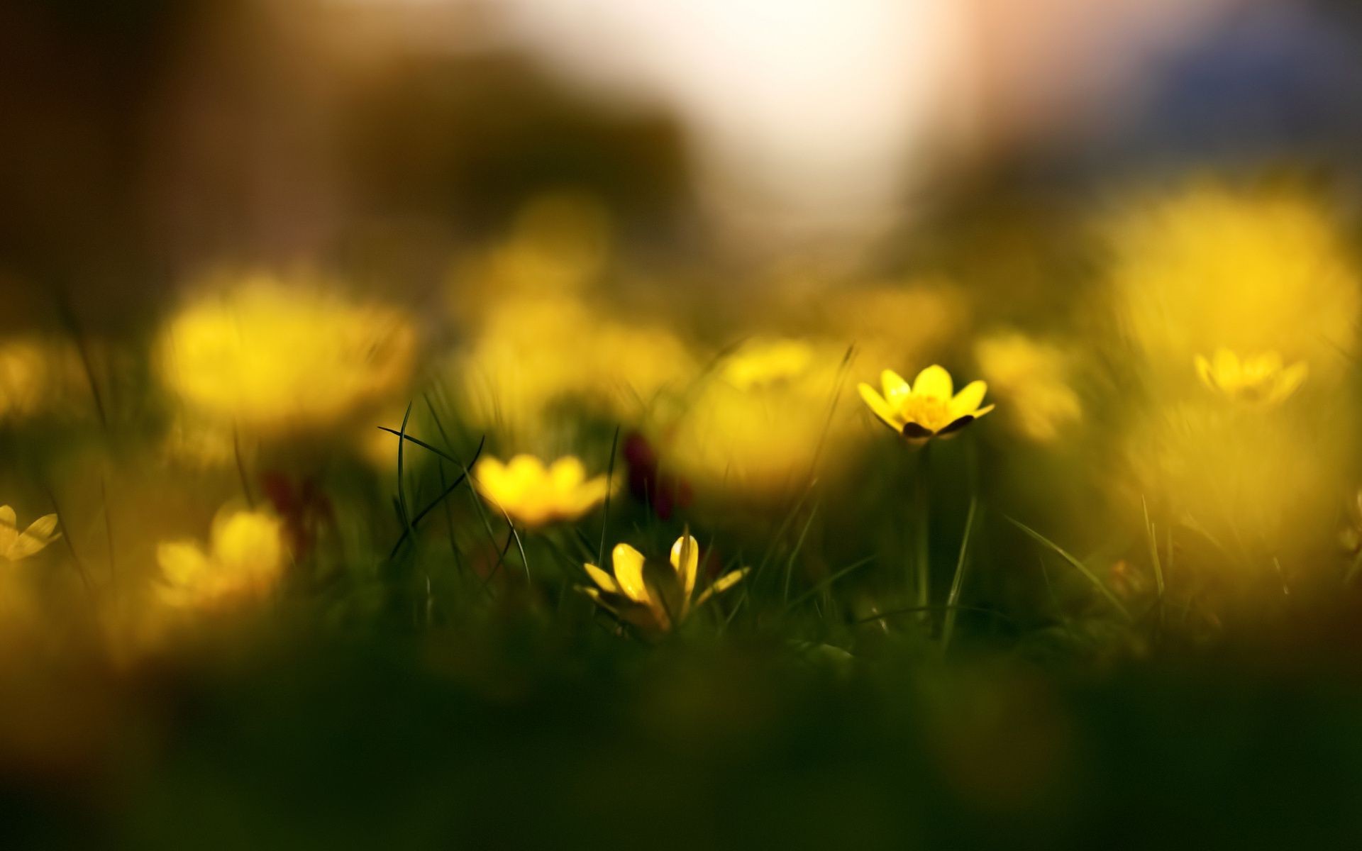 flowers grass nature field hayfield flower sun summer garden flora fair weather growth bright blur color season rural dof leaf light lawn