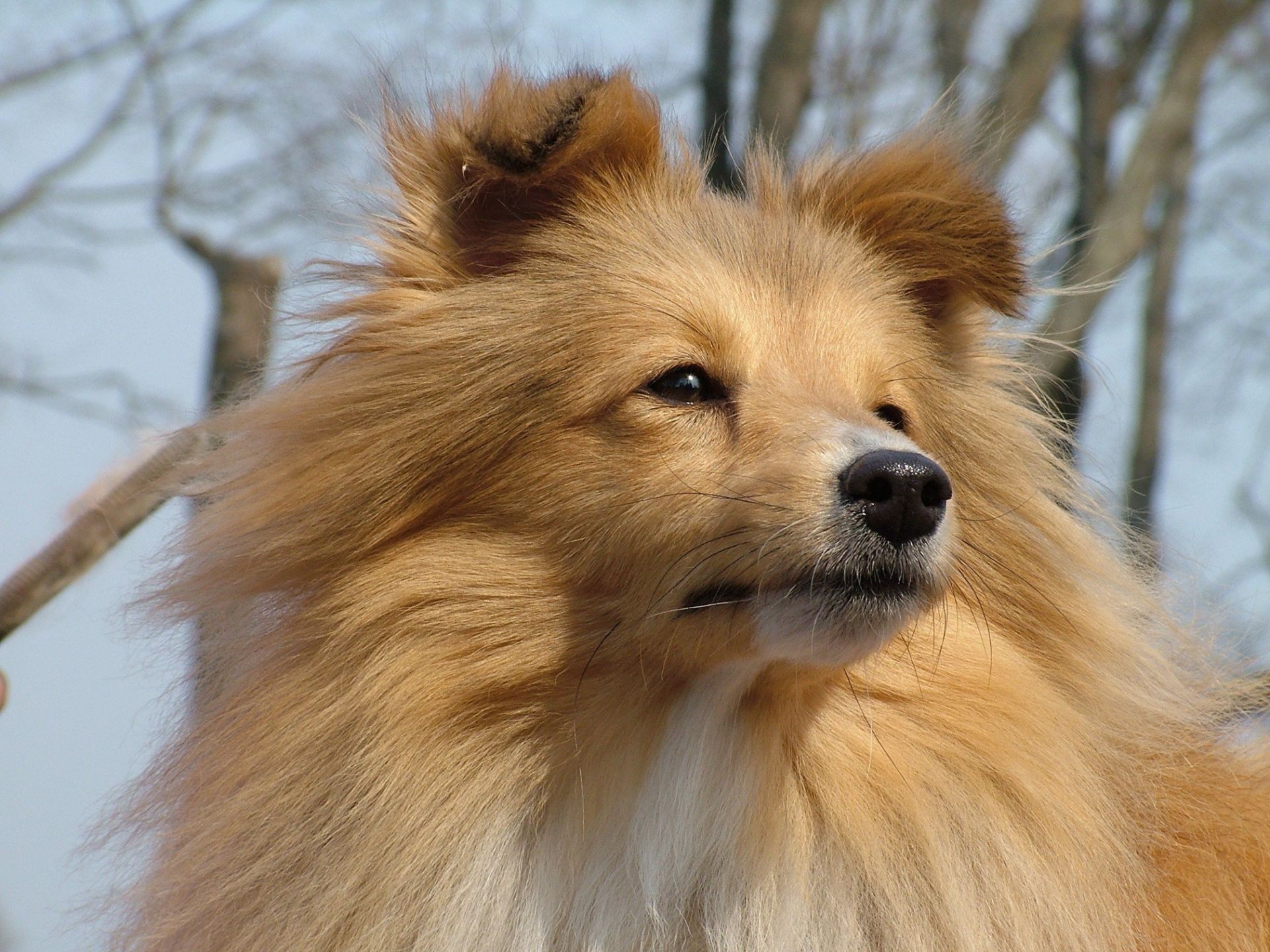 perros mamífero perro retrato perro animal mascota piel lindo spitz invierno